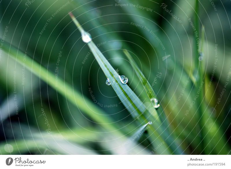 spearhead Life Harmonious Nature Plant Drops of water Grass Leaf Foliage plant Meadow Field Glittering Hang Cold Green Silver White dew drops Dew Water