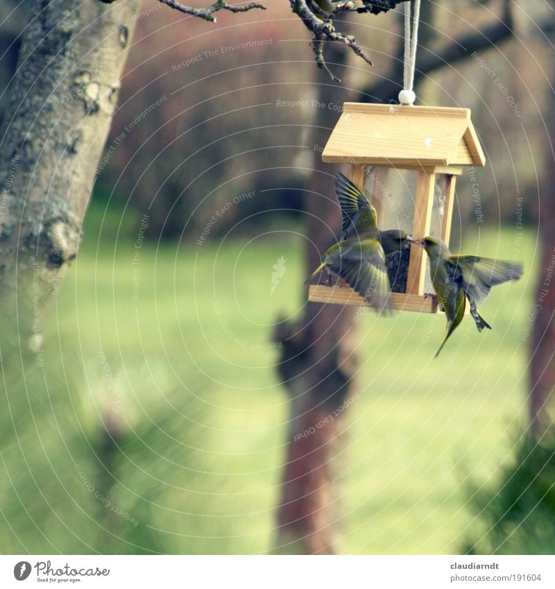 spring fever Grain Nature Animal Spring Tree Garden Bird Finch 2 Pair of animals Movement Flying Feeding Fight Kissing Aggression Speed Emotions Spring fever