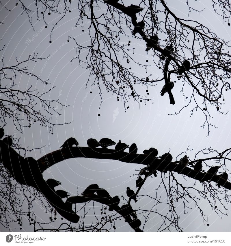 waiting Branch Tree Twig Pigeon Sky Gray Wait Threat Together Flock of birds Seat Seating Aggressive Attack Calm Contentment Silhouette Branched Patient Observe