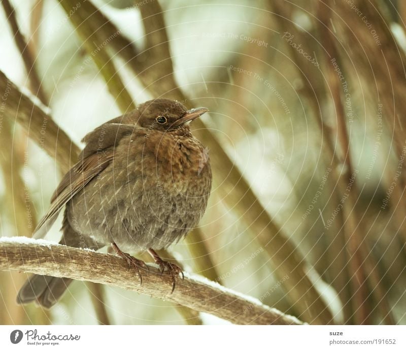 badminton Environment Nature Plant Animal Winter Bushes Wild animal Bird Blackbird Feather 1 Sit Wait Esthetic Exceptional Cold Small Natural Cute Brown