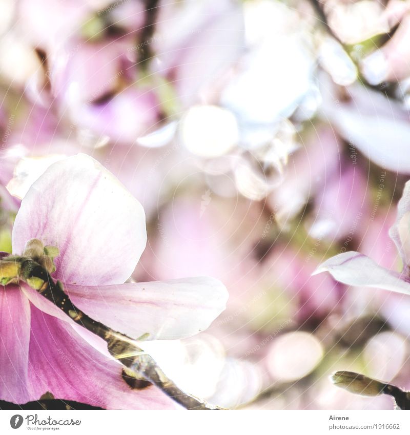 i like nolien Plant Spring Blossom Magnolia blossom Magnolia plants Blossoming Pink White Joie de vivre (Vitality) Spring fever Warm-heartedness Romance