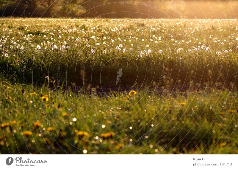 PustFlowersMeadow Environment Nature Landscape Plant Sunlight Spring Field Blossoming Illuminate Authentic Yellow Gold Green Emotions Happy Contentment