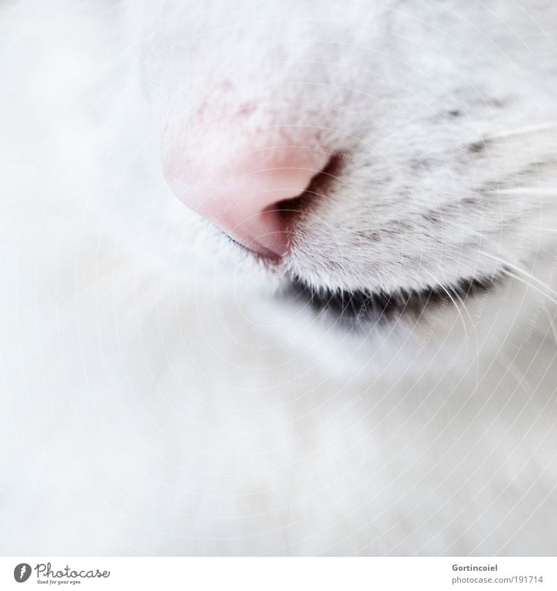 Gentle Animal Pet Cat Animal face Pelt Whisker Snout Muzzle Nose Domestic cat Esthetic Elegant Beautiful Soft White Love of animals Calm Smooth Delicate