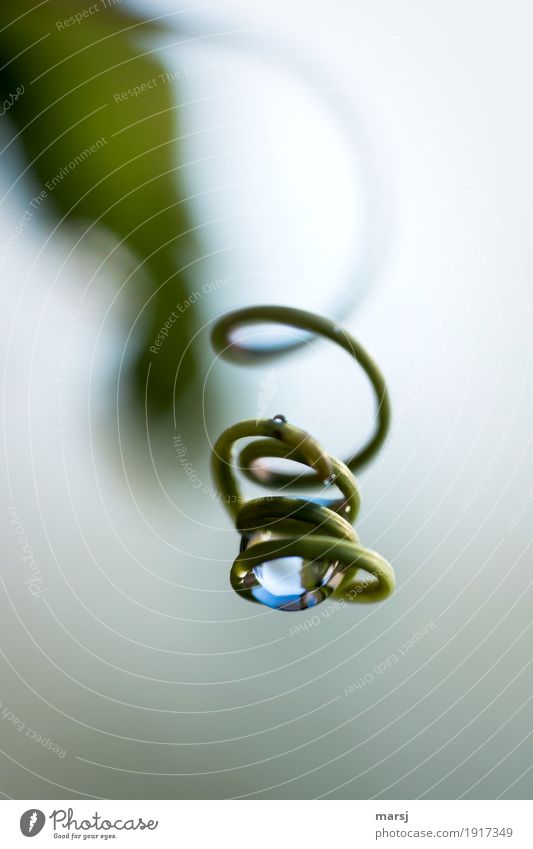Well hung, this drop of water Life Harmonious Contentment Nature Drops of water Plant shoot tendril Tendril Spiral Rotate Hang Thin Authentic Simple Glittering