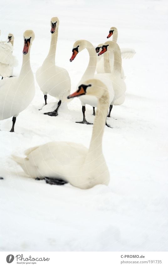 White where you look white... Ice Frost Snow Swan Wing Group of animals Herd Flock Relaxation Sit Purity Appetite Wanderlust Colour photo Subdued colour