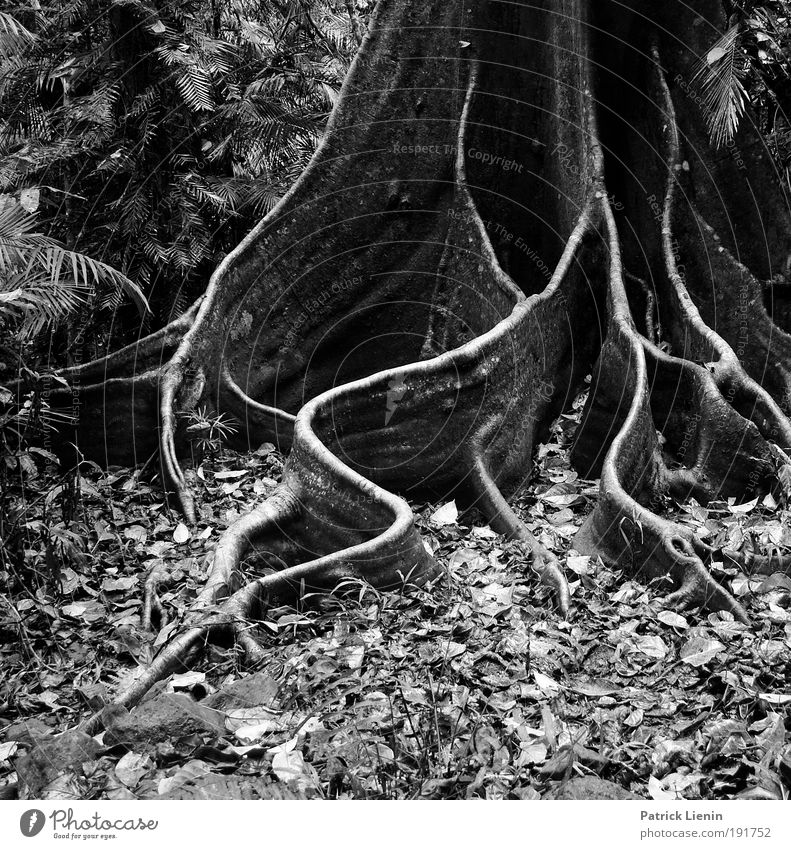 buttress roots Environment Nature Tree Virgin forest Old Beautiful Root Tropic trees Cairns Damp Rain Elegant Line Leaf Structures and shapes Meandering