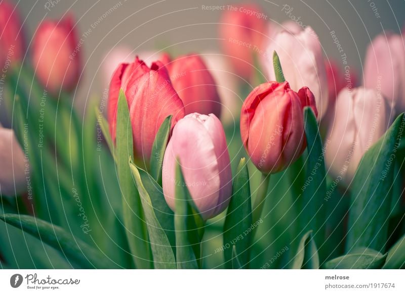 Tulip bouquet pink_red Valentine's Day Mother's Day Birthday Spring Plant Flower Leaf Blossom Agricultural crop bouquet of tulips Tulip blossom