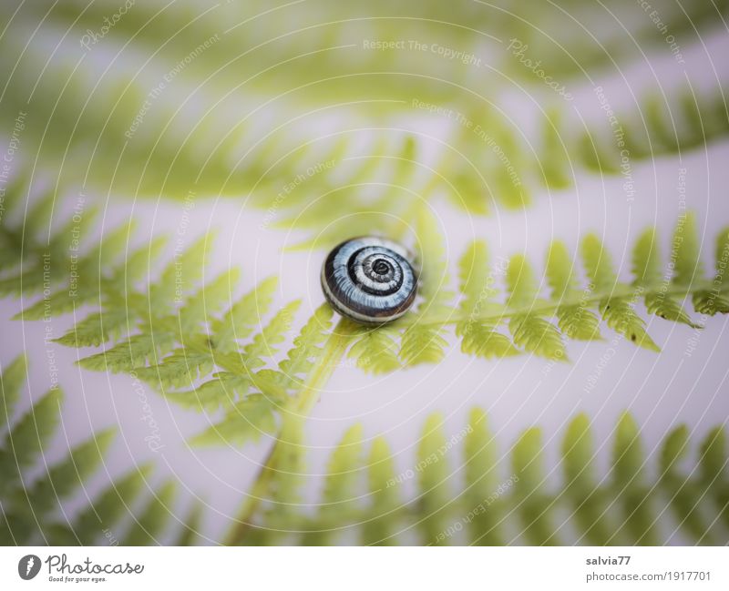 Feathered Nature Plant Animal Fern Leaf Snail Snail shell Lie Gray Green Design Loneliness Uniqueness Center point Break Calm Plumed Delicate Light green Fine