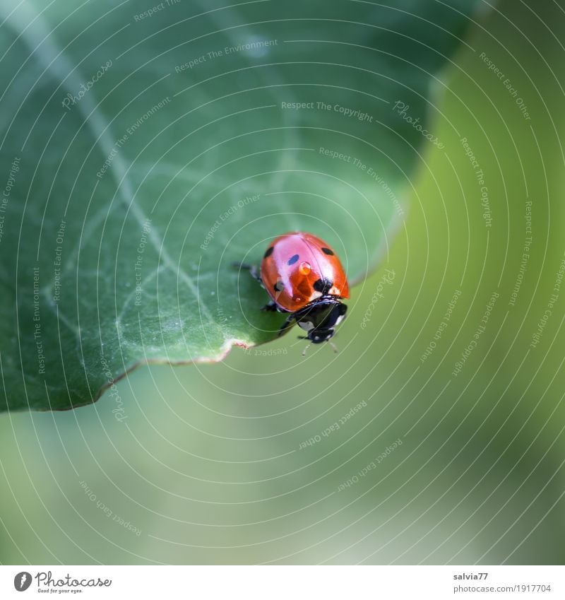 View down Nature Plant Animal Summer Leaf Garden Beetle Seven-spot ladybird Ladybird Insect 1 Crawl Brash Free Fresh Small Cute Above Athletic Gray Green Red