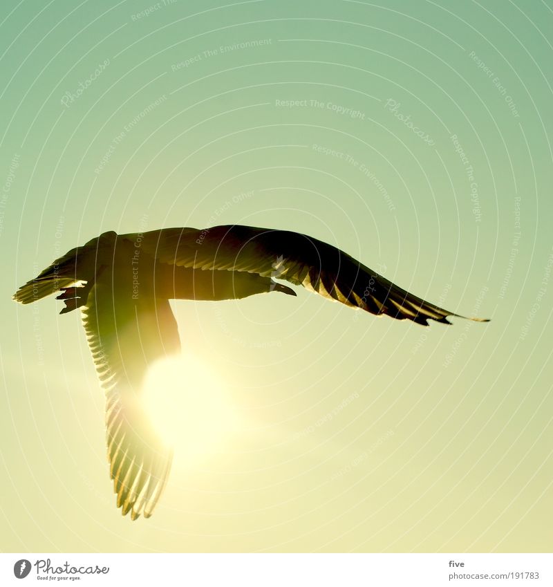 freedom Nature Sky Cloudless sky Sun Animal Bird Wing Seagull 1 Discover Flying Infinity Contentment Calm Wanderlust Freedom Colour photo Exterior shot Day