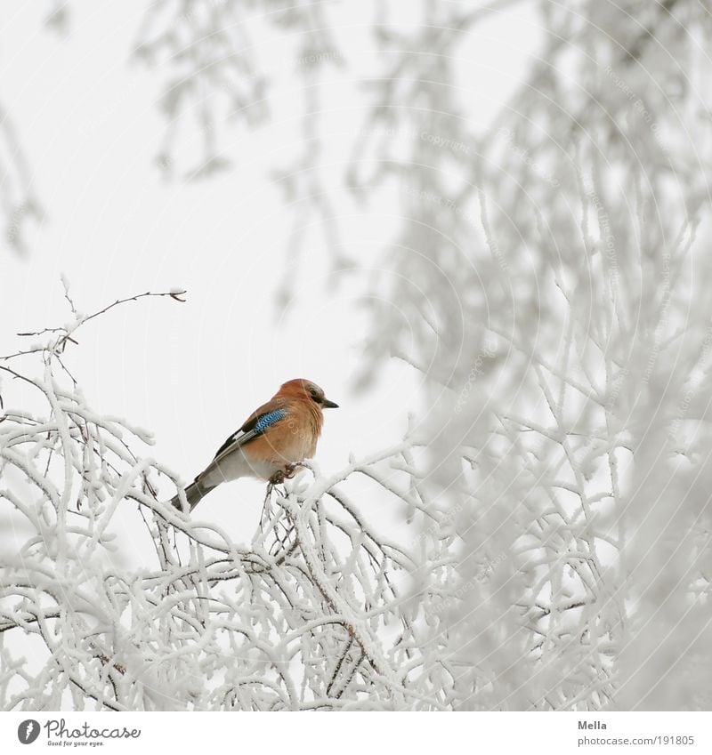 Badly camouflaged Environment Nature Plant Animal Winter Climate Climate change Weather Ice Frost Snow Tree Branch Wild animal Bird Jay 1 Crouch Sit Free Bright