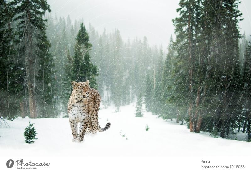 Persian leopard in the snow Exotic Adventure Winter Nature Landscape Climate Climate change Snow Snowfall Forest Animal Wild animal Cat Panther 1 Stand Free
