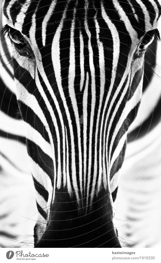 Portrait of a zebra. Black and white. Beautiful Zoo Environment Nature Animal Park Animal face 1 Stripe Stand Bright Small Wild White Zebra Mammal african