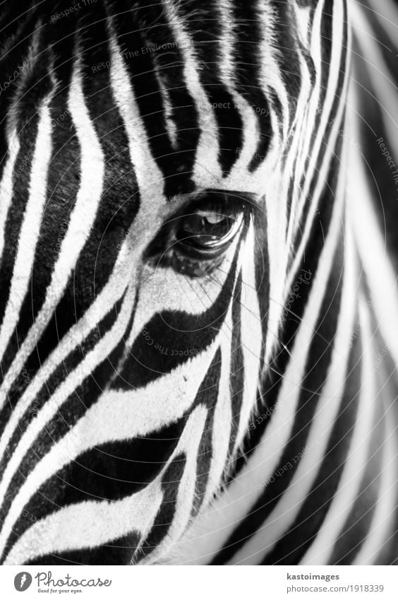 Portrait of a zebra. Black and white. Beautiful Body Skin Face Safari Zoo Animal Fur coat Wild animal Stripe Bright Small White Zebra Mammal african Wilderness