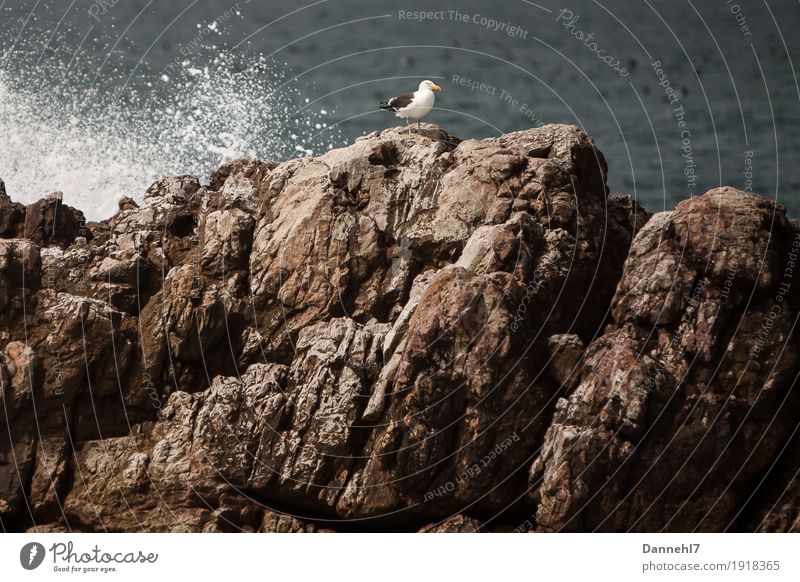 The Seagull II Water Beautiful weather Rock Ocean Island Bird Flying Stand Maritime Blue Brown Gray Black White Contentment Longing Loneliness Freedom Trust