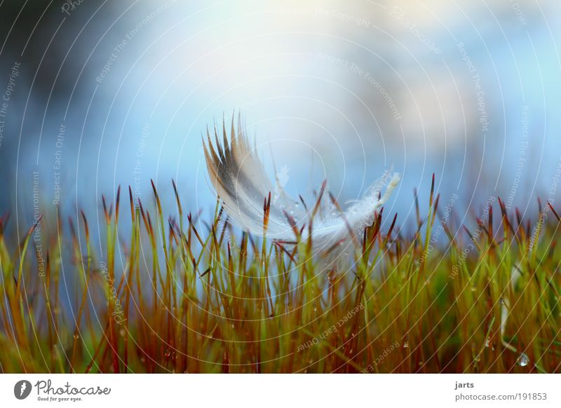 hover Nature Grass Moss Bird Flying Dream Elegant Free Serene Calm Freedom Peace Ease Feather Easy jarts Hover Colour photo Exterior shot Close-up Detail