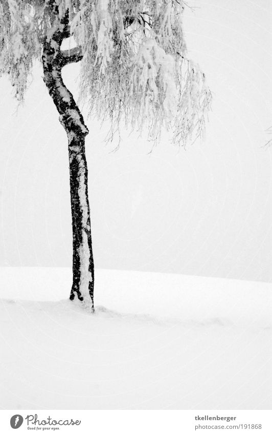 winter never ends IV Nature Plant Clouds Winter Climate Fog Ice Frost Snow Tree Birch tree Park Freeze Stand Wait Thin Cold Gray Black Relaxation Calm