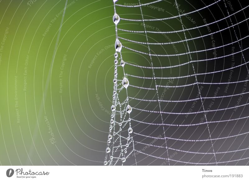At the silk thread Environment Nature Drops of water Gray Green Pearl necklace dew drops Dew Net Network Ladder Climbing Catching net Spider's web Delicate
