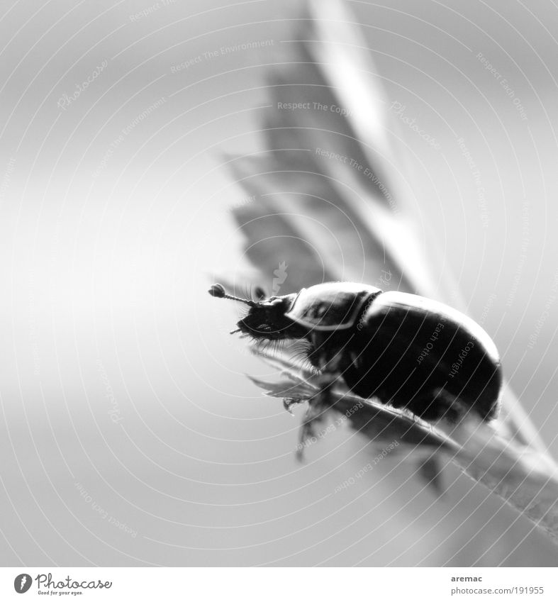 Chill Out Zone Nature Animal Beetle 1 Relaxation Sit Black White Moody Leaf Black & white photo Exterior shot Close-up Macro (Extreme close-up) Copy Space left