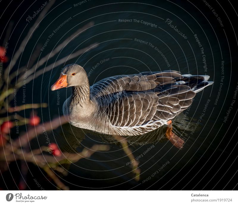 Swimming greylag goose Nature Water Winter Plant Berry bushes River Bird Goose Gray lag goose 1 Animal Swimming & Bathing Observe Wet naturally Curiosity Blue