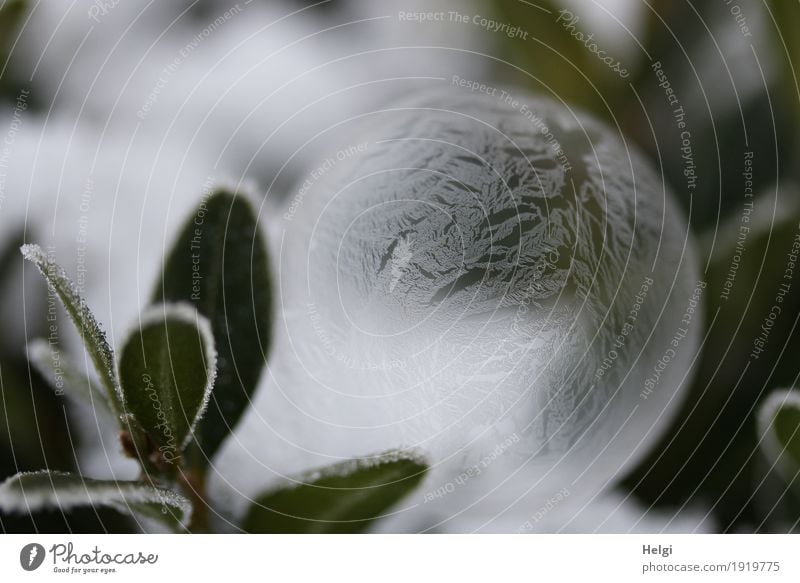 filigree ice art III Environment Nature Plant Winter Ice Frost Bushes Garden Soap bubble Freeze Lie Esthetic Exceptional Beautiful Uniqueness Cold Round Gray
