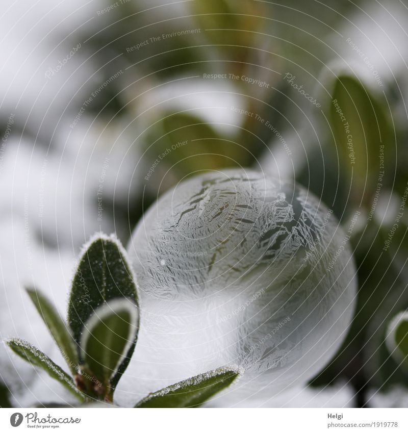 filigree ice art Environment Nature Plant Winter Ice Frost Leaf Garden Soap bubble Freeze Lie Exceptional Beautiful Uniqueness Cold Gray Green White Esthetic