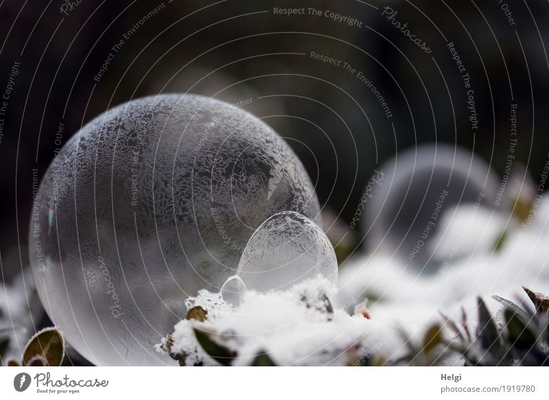 filigree ice art II Nature Plant Winter Ice Frost Snow Leaf Garden Soap bubble Freeze Lie Esthetic Exceptional Beautiful Uniqueness Cold Round Gray Green White