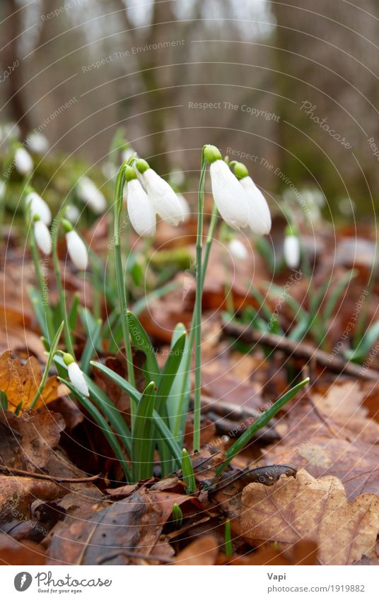Spring flowers- white snowdrops in the forest Winter Garden Nature Plant Flower Grass Leaf Blossom Wild plant Park Meadow Forest Drop Fresh Natural New Brown