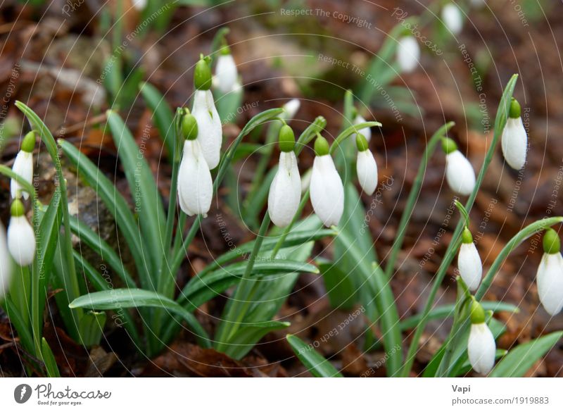 Spring flowers- white snowdrops in the forest Winter Garden Environment Nature Plant Flower Grass Leaf Blossom Wild plant Park Meadow Forest Drop Fresh Natural