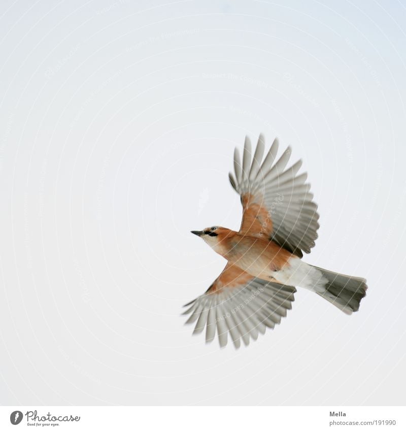 Wings wide open Environment Nature Animal Air Sky Wild animal Bird Jay 1 Flying Free Bright Natural Optimism Success Movement Freedom Colour photo Exterior shot