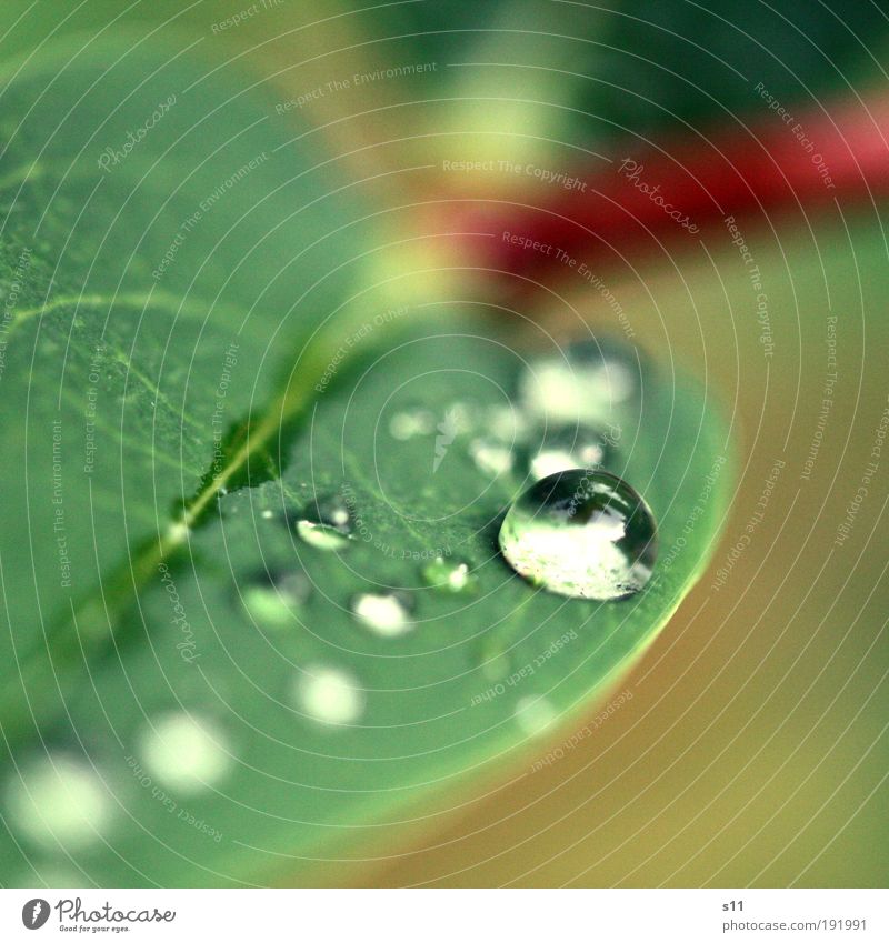windy drops Environment Nature Plant Drops of water Spring Leaf Foliage plant Park Esthetic Elegant Fluid Glittering Near Wet Above Round Beautiful Green Red