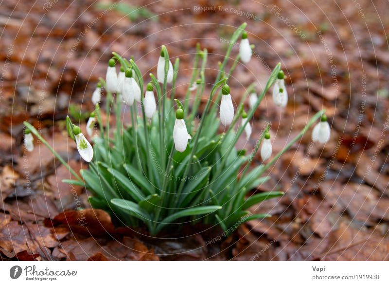 Spring flowers- white snowdrops in the forest Winter Garden Environment Nature Plant Drops of water Flower Grass Leaf Blossom Wild plant Park Meadow Forest