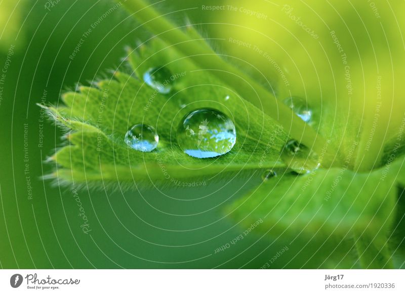 water drops Nature Plant Drops of water flaked Close-up Macro (Extreme close-up) Rain Exterior shot Water