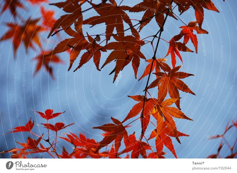 maple Plant Animal Sky Spring Summer Tree Blue Red Moody Leaf Maple tree Maple leaf Colour photo Exterior shot Structures and shapes Day Contrast