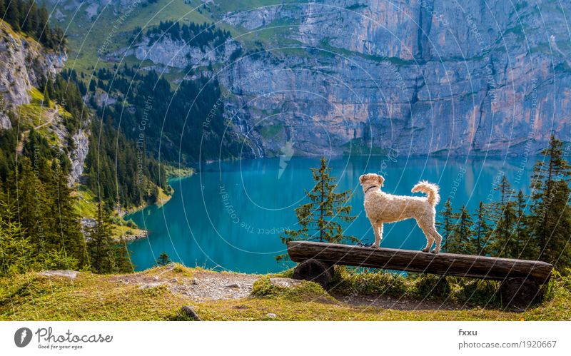 Shila enjoys the view Hiking Nature Landscape Forest Hill Rock Alps Mountain Lake Lake Oeschinen Animal Pet Dog Going To enjoy Looking Esthetic Far-off places