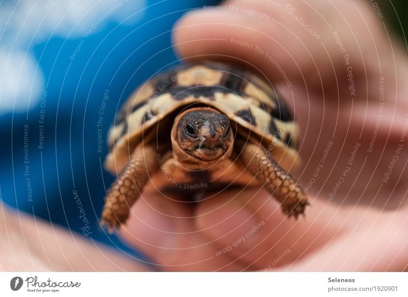 . Hand Fingers 1 Human being Environment Nature Animal Wild animal Animal face Turtle Tortoise-shell Baby animal Small Near Natural Cute Colour photo