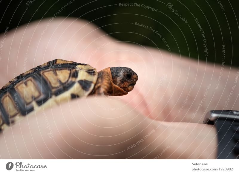 and then I fell in love Hand Fingers Environment Nature Animal Pet Wild animal Animal face Turtle Tortoise-shell 1 Small Near Cute Colour photo Exterior shot