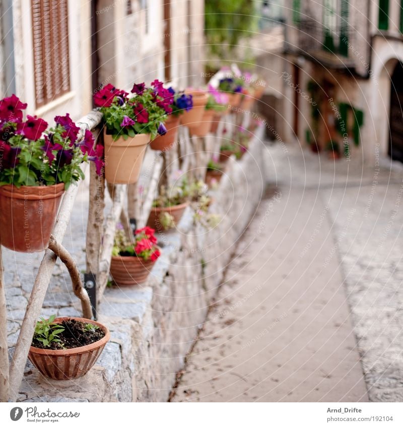 flower alley Style Vacation & Travel Trip Pot plant Village Balcony Terrace Under Balearic Islands Flair Alley Background picture Day Copy Space Vacation photo