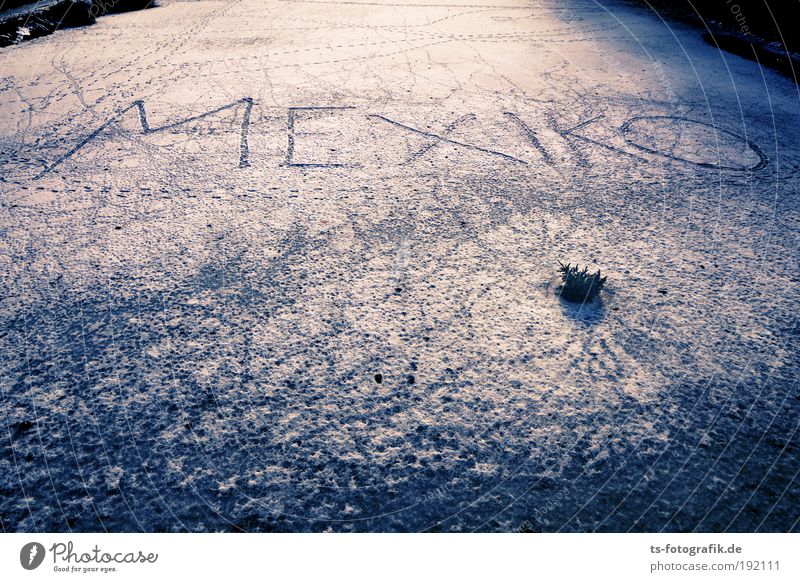 Les Humphries on Ice? Playing Far-off places Cruise Winter Snow Winter vacation Frost Footprint Frozen surface Mexico City South America Animal tracks