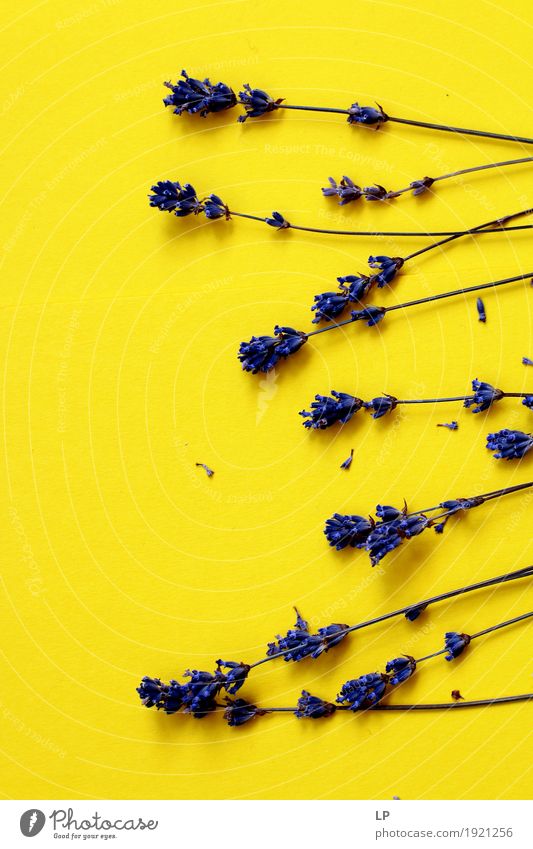 lavender straws on yellow background Lifestyle Style Design Joy Medication Wellness Harmonious Well-being Contentment Senses Relaxation Calm Meditation