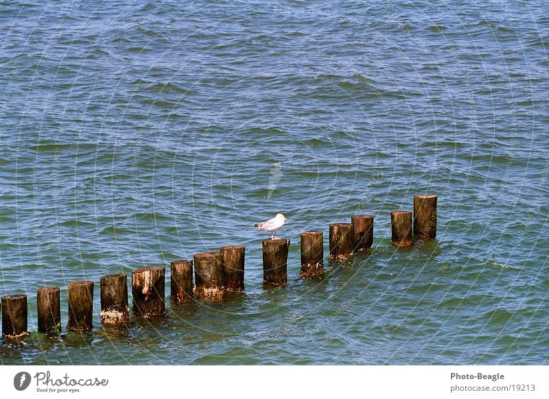 groyne cast ;-) Lake Ocean Break water Maritime Seagull Zingst Gull birds Baltic Sea Water sea seaside wave waves holiday holidays vacation