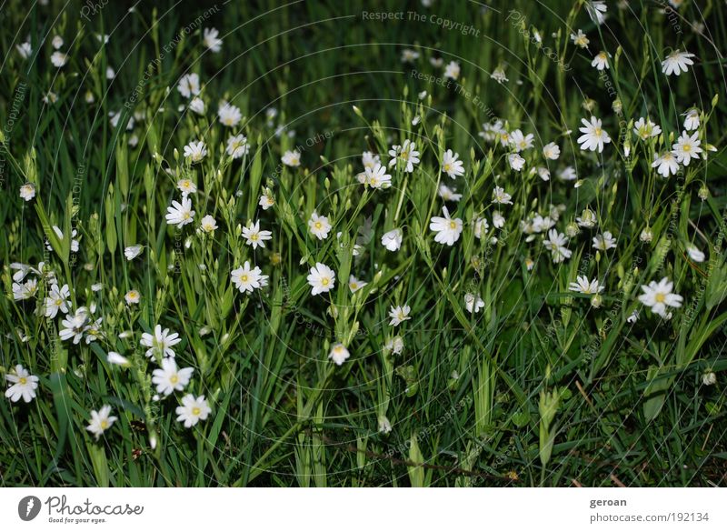 Green-white Nature Plant Summer Flower Grass Blossom Park Meadow Breathe Blossoming Fragrance To enjoy Growth Fresh Natural Juicy Under White Serene Calm