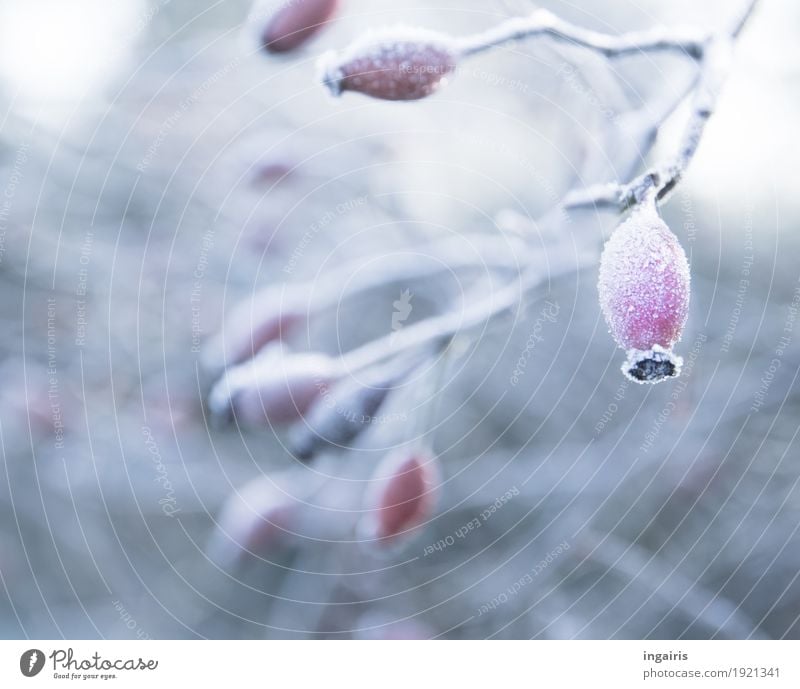 Delicate frosty plant Nature Plant Climate Ice Frost Bushes Rose hip Twigs and branches Berries Garden Hang Cold Natural Gray Red White Moody Belief