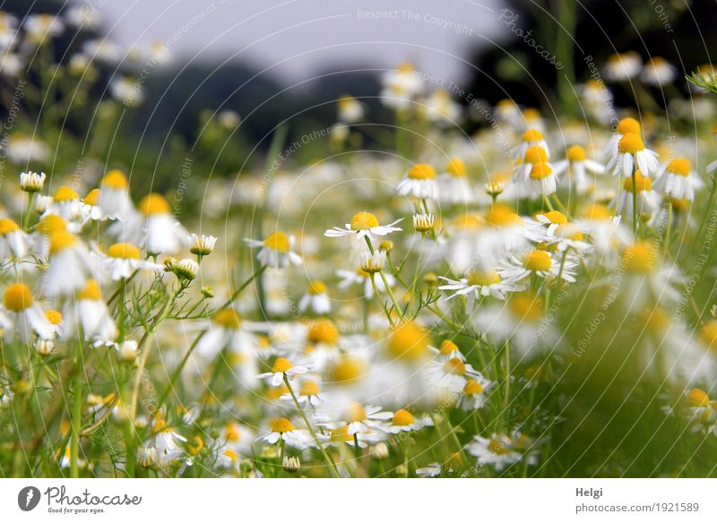 summer flower meadow Environment Nature Landscape Plant Summer Beautiful weather Flower Leaf Blossom Wild plant Chamomile Field Blossoming Fragrance Growth