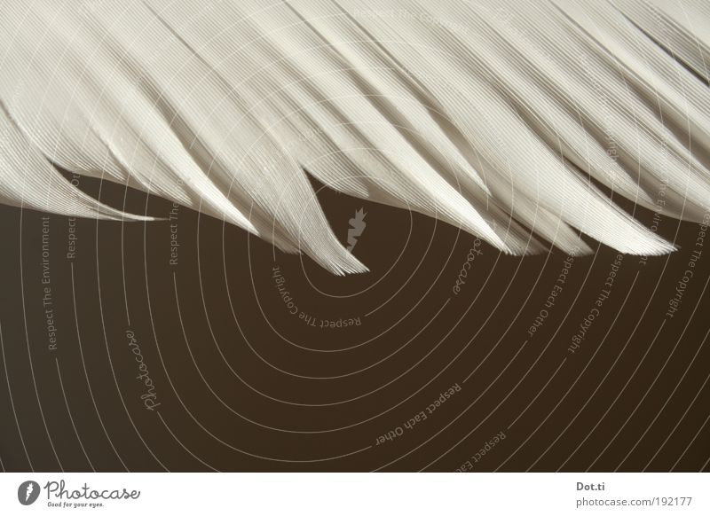 nib Animal Bird White Esthetic Feather Background picture Colour photo Subdued colour Interior shot Detail Structures and shapes Deserted Copy Space bottom