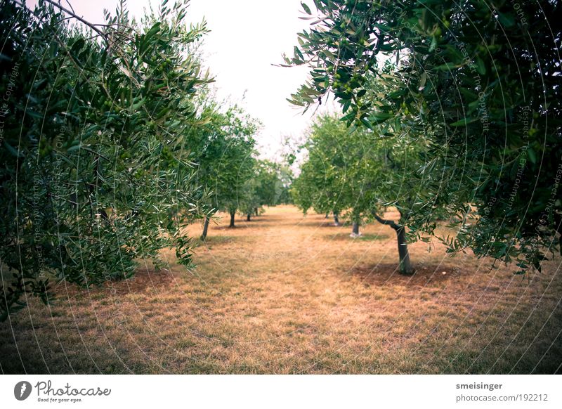 olive grove Agriculture Plantation Environment Nature Summer Tree Foliage plant Agricultural crop Olive tree Garden Park Forest Near Brown Green Conscientiously