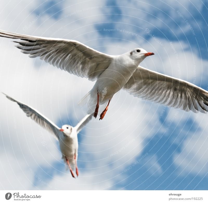 The seagulls Vacation & Travel Trip Far-off places Freedom Animal Air Sky Clouds Bird Wing Seagull Gull birds 2 Pair of animals Flying Esthetic Elegant Brave