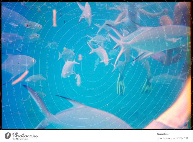 Wuselwusel Aquatics Many Dive Fish Flock Diver Blue Habitat Tropical Seychelles Human being Water wings Reef Analog Accumulation Full Nature Snorkeling