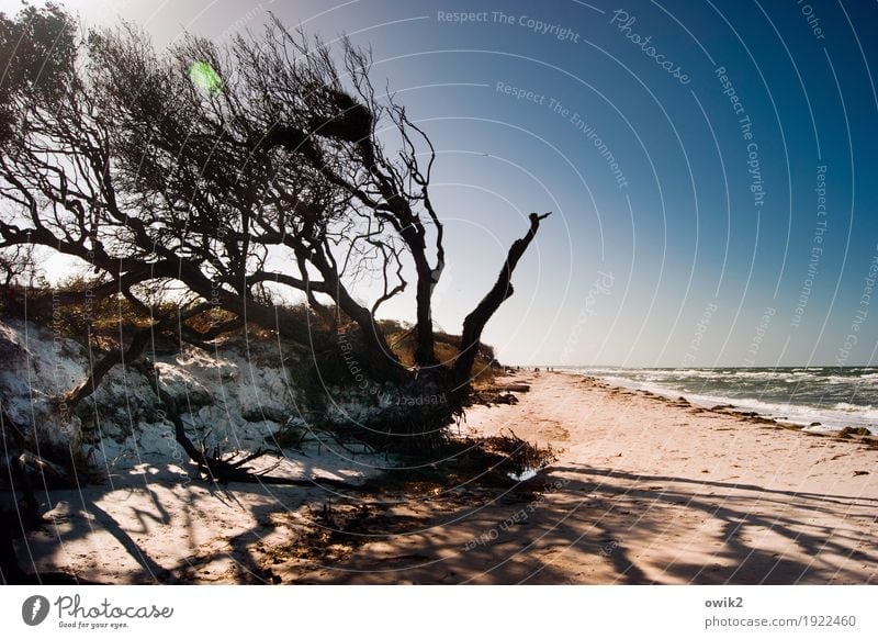 Wind in your hair Group Environment Nature Landscape Plant Water Cloudless sky Horizon Climate Beautiful weather Tree Wind cripple Twigs and branches Coast