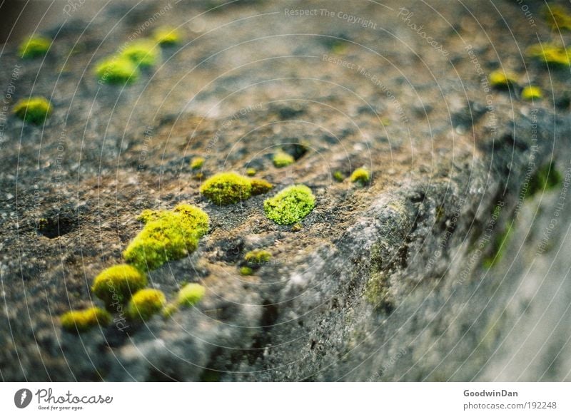 Analog moss Wall (barrier) Moss Stone Dirty Fragrance Wet Natural Gray Green Spring fever Longing Colour photo Exterior shot Deserted Twilight Day